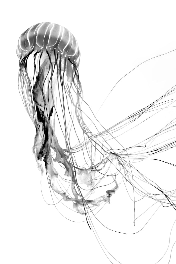 Uprise No. 4