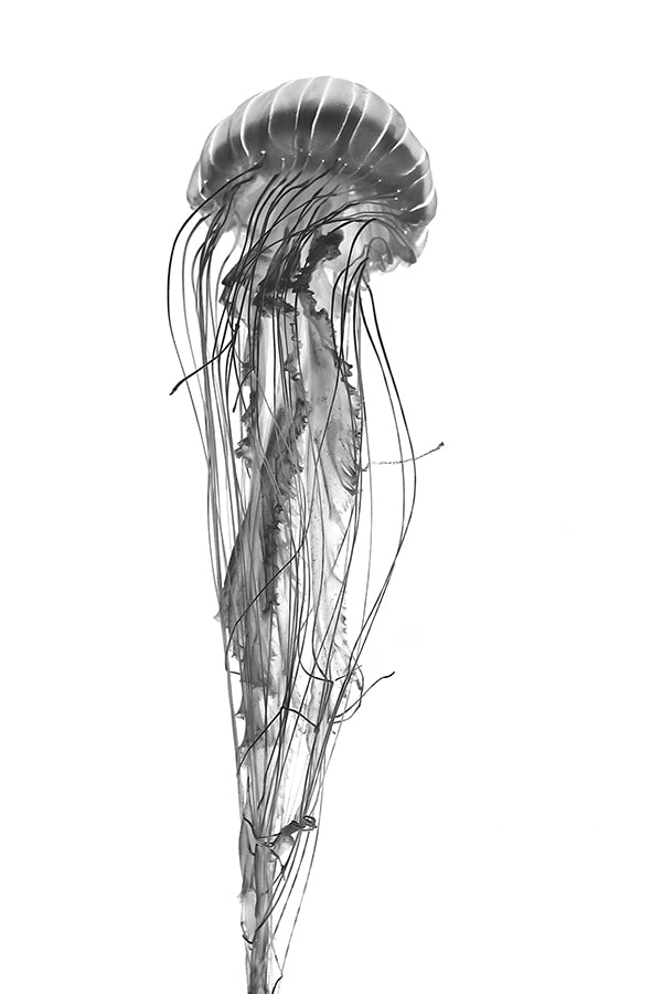 Uprise No. 6