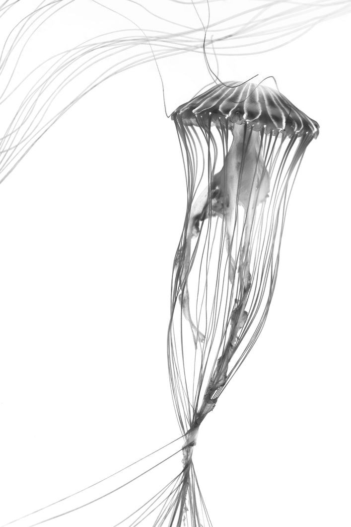 Uprise No. 8